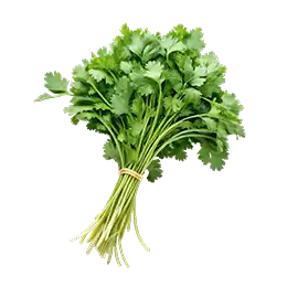 コリアンダーの写真