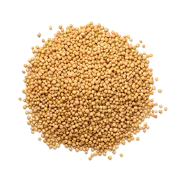 マスタードホールの写真